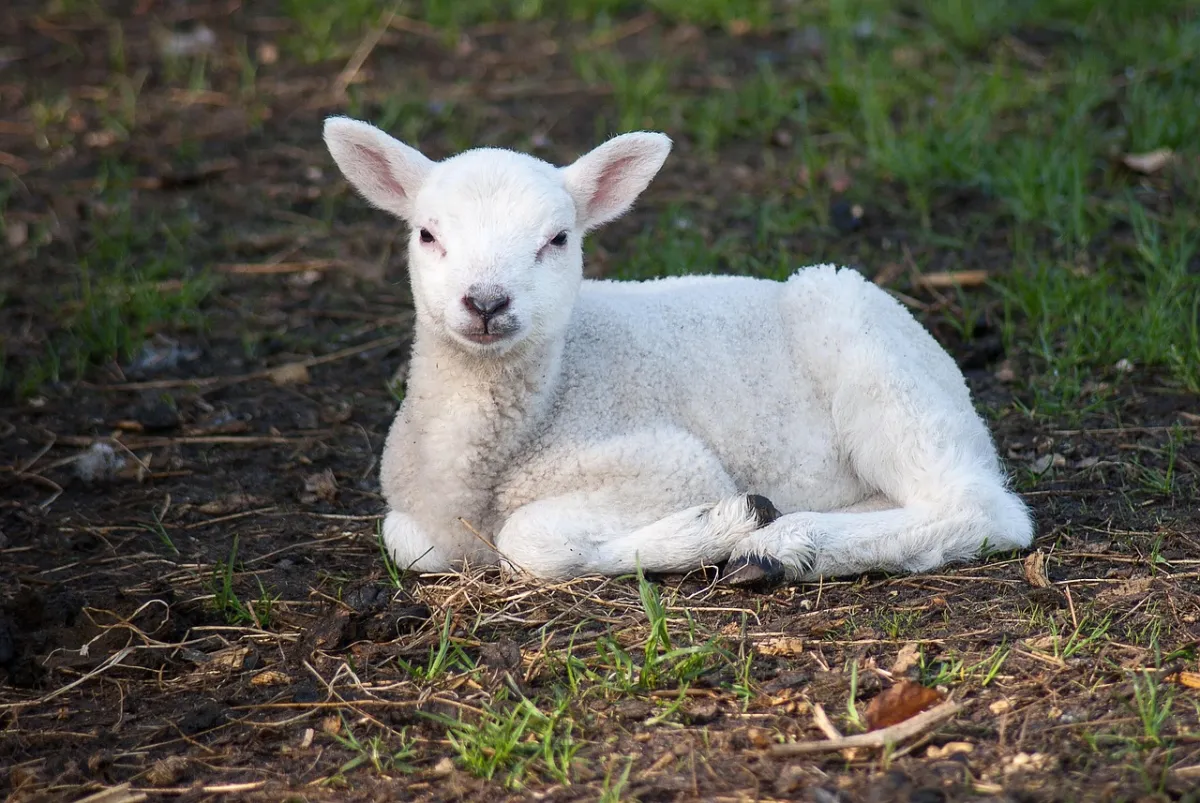 Lamb and Flag
